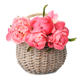 Wicker basket with beautiful pink peonies on white background