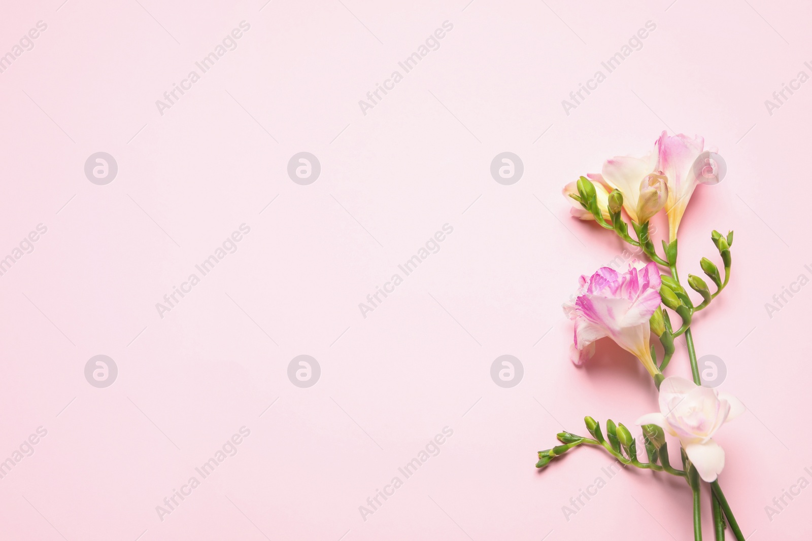 Photo of Beautiful blooming freesias on pink background, top view. Space for text