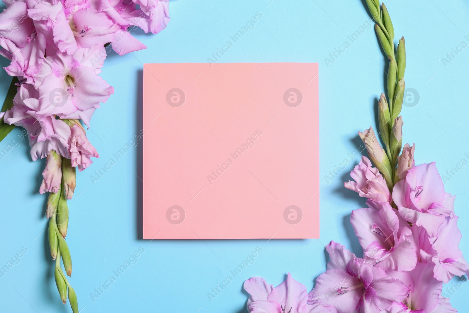 Photo of Beautiful gladiolus flowers with blank card on blue background, flat lay. Space for text