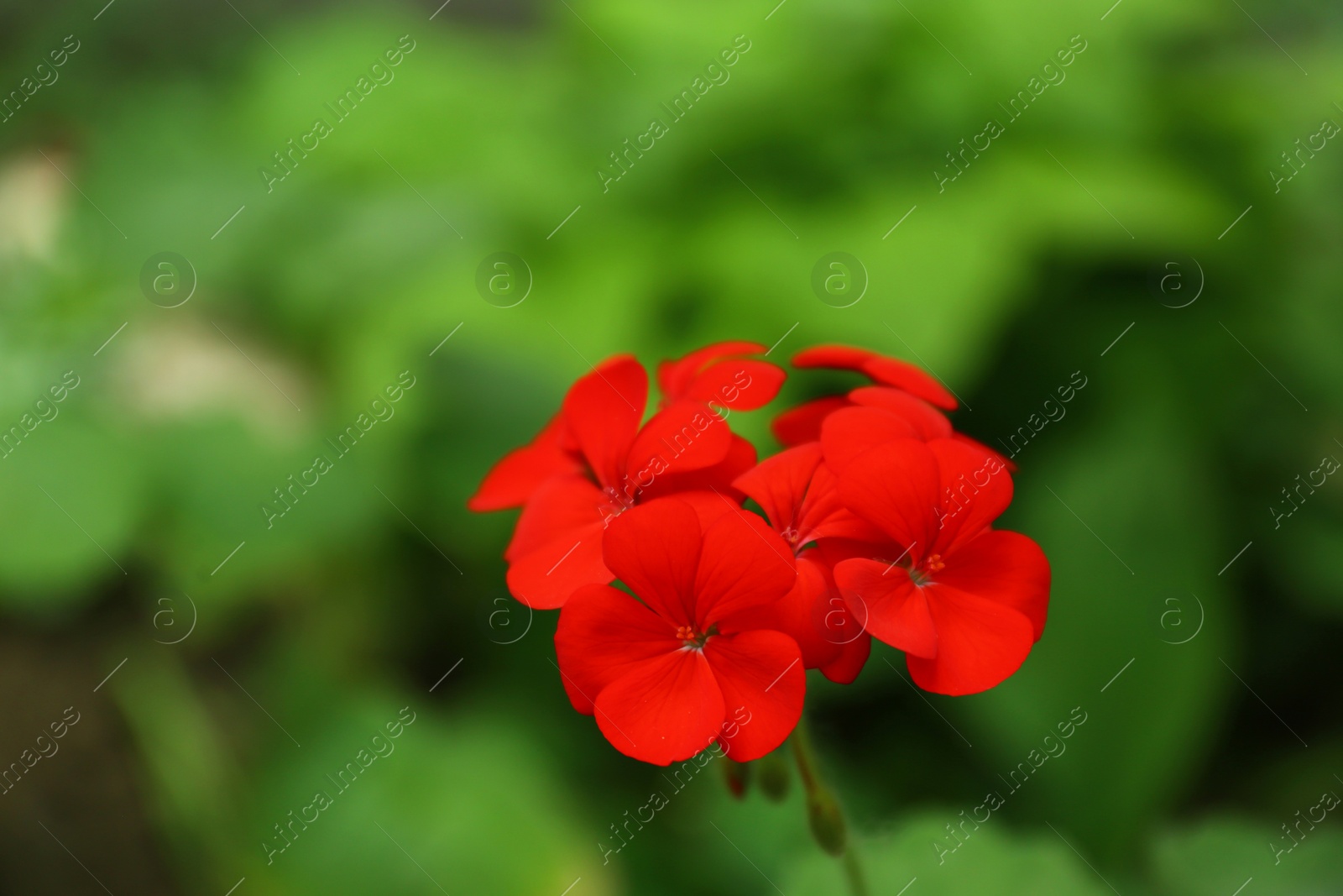 Photo of Beautiful red geranium flowers in spring garden. Space for text