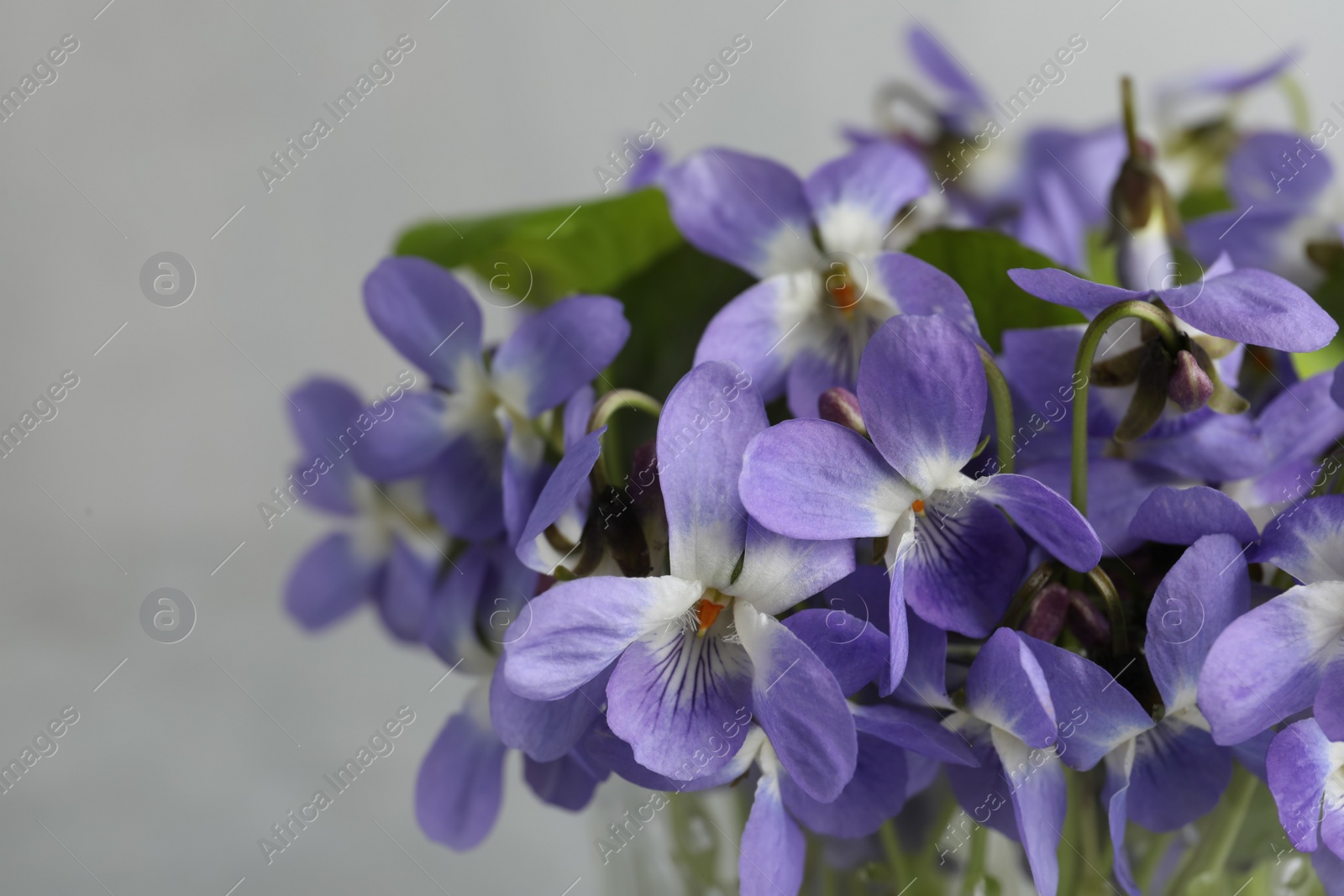 Photo of Beautiful wood violets, closeup view. Spring flowers
