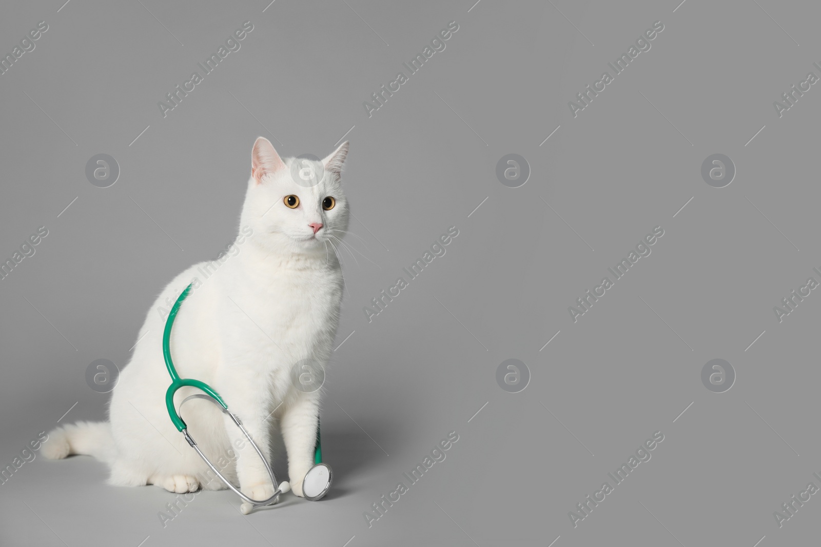 Photo of Cute cat with stethoscope as veterinarian on grey background. Space for text