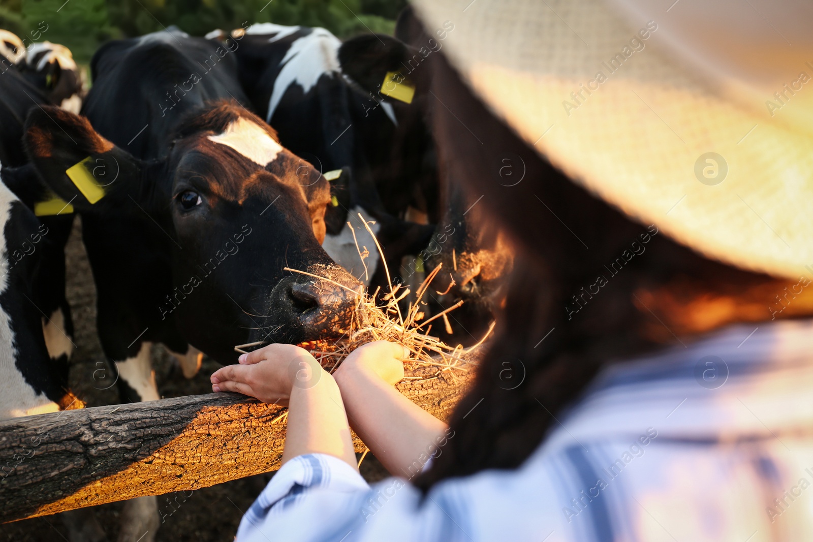 Photo of Young woman feeding cows with hay on farm, closeup. Animal husbandry