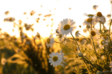 Photo of Closeup view of beautiful chamomile field on sunny day