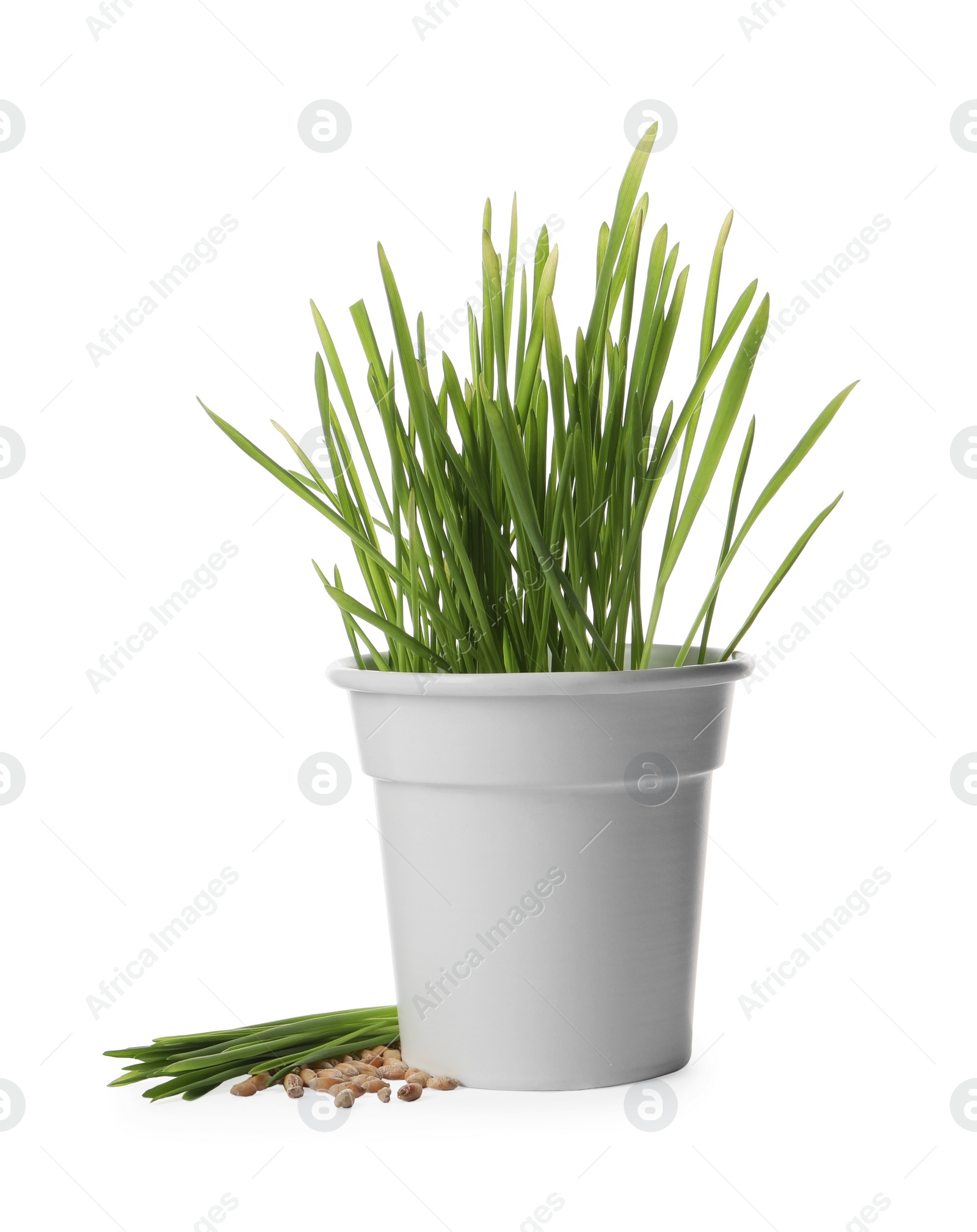 Photo of Fresh wheat grass in pot, sprouts and seeds isolated on white