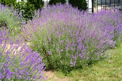 Photo of Beautiful blooming lavender plants in park on sunny day