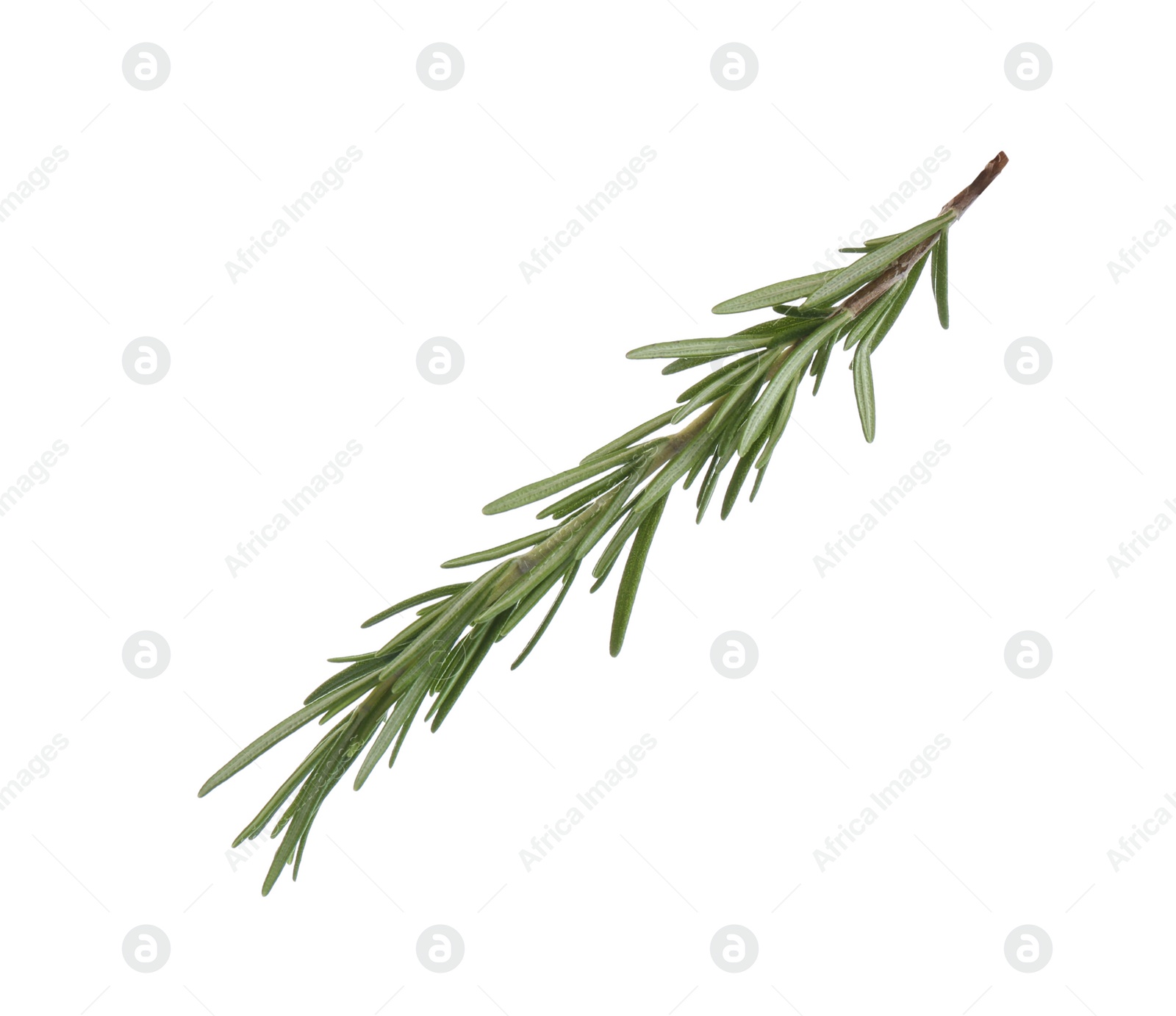 Photo of Fresh green rosemary isolated on white. Aromatic herb