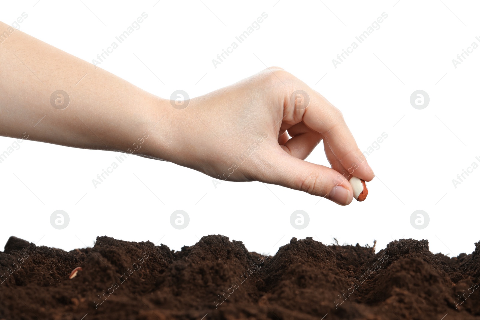 Photo of Woman putting bean into fertile soil against white background, closeup. Vegetable seed planting