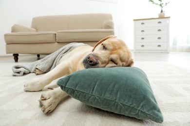 Yellow labrador retriever with pillow lying on floor indoors