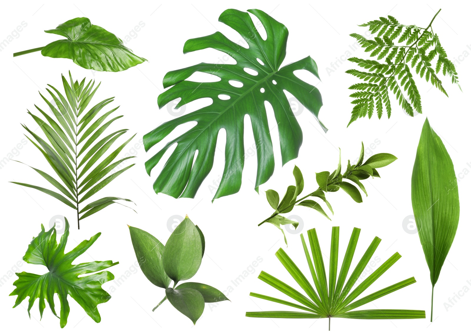 Image of Set with beautiful fern and other tropical leaves on white background 