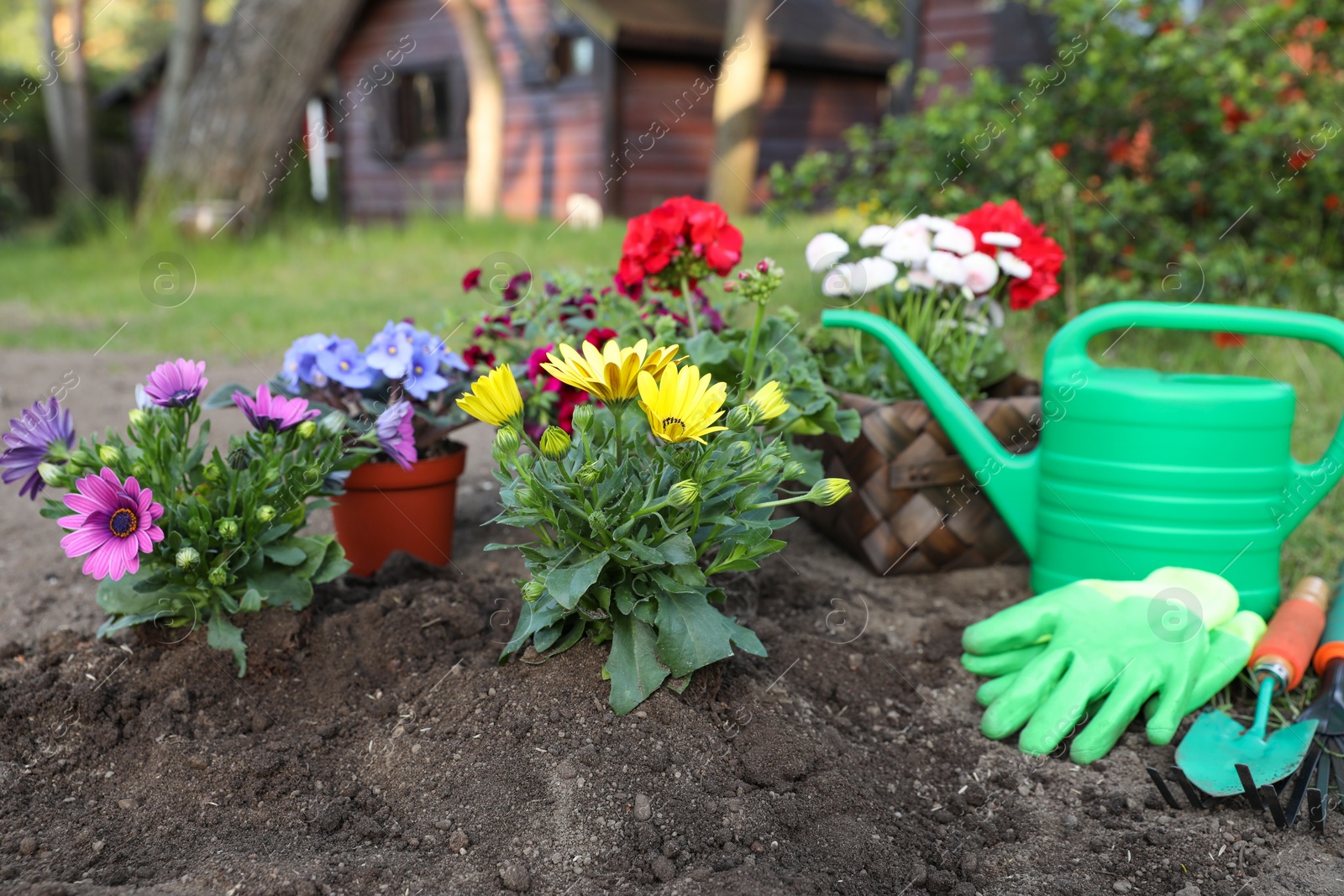 Photo of Beautiful blooming flowers, watering can, gloves and gardening tools on soil outdoors