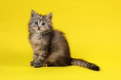 Photo of Cute fluffy kitten on yellow background. Baby animal
