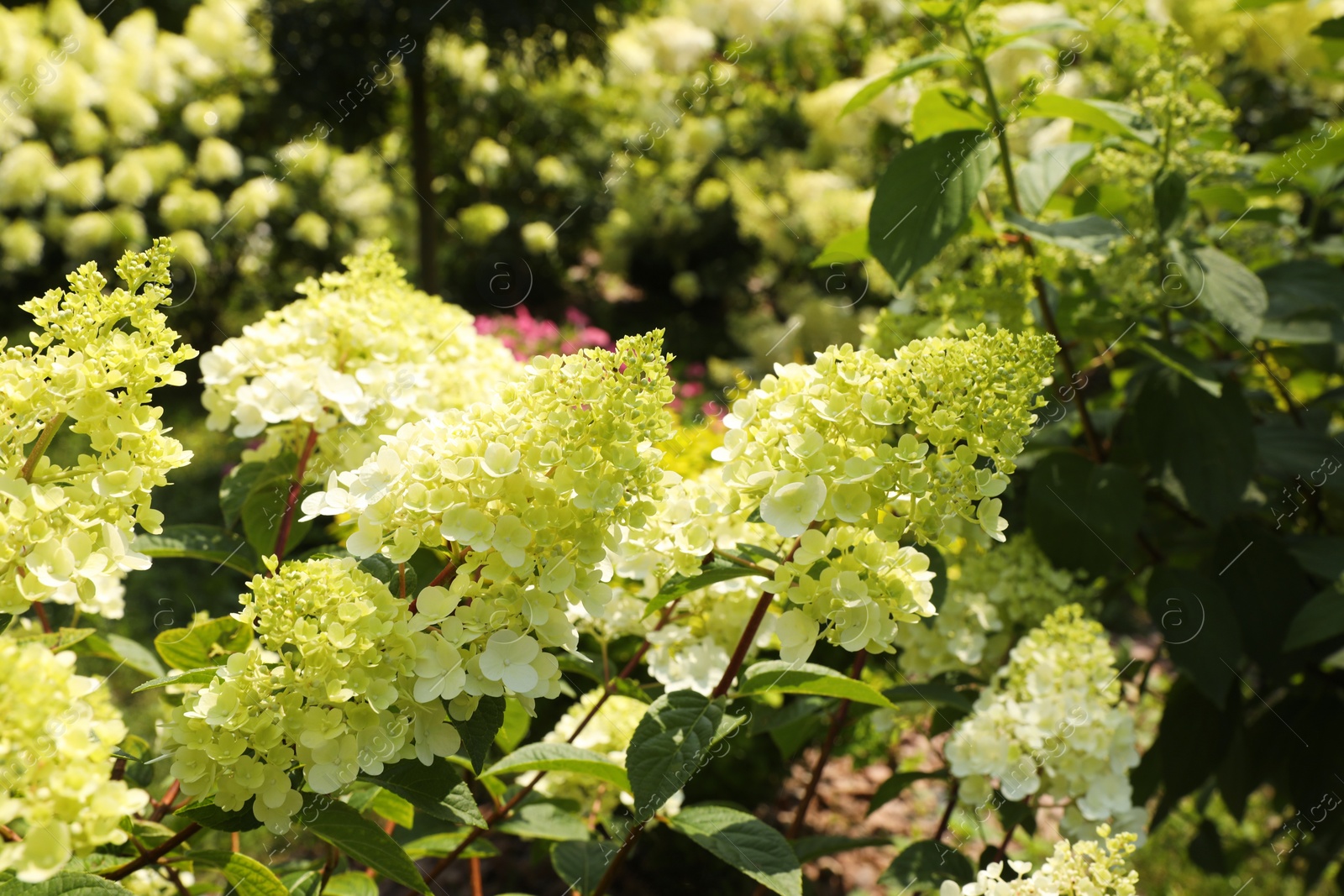 Photo of Beautiful hydrangea with blooming white flowers growing in garden