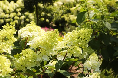 Beautiful hydrangea with blooming white flowers growing in garden