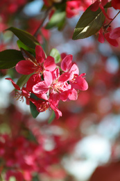 Photo of Blossoming spring tree, pink flowers, closeup