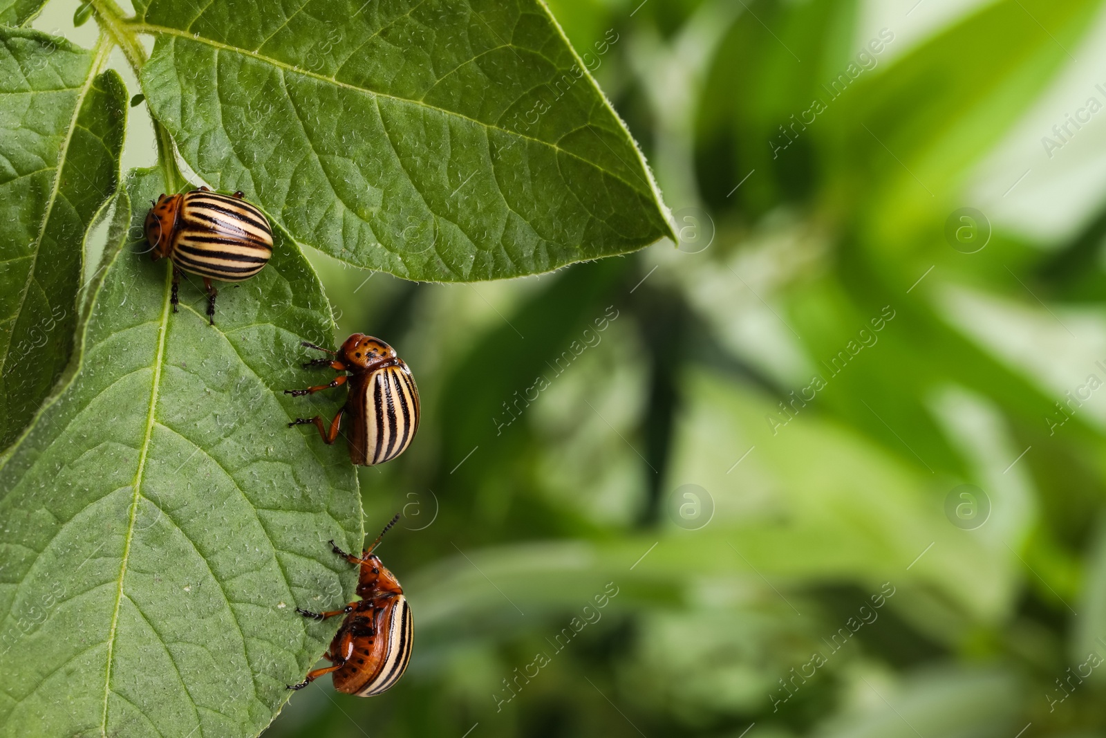 Photo of Colorado potato beetles on green plant against blurred background, closeup. Space for text