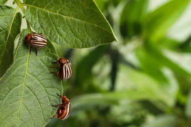 Photo of Colorado potato beetles on green plant against blurred background, closeup. Space for text