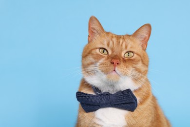 Photo of Cute cat with bow tie on light blue background