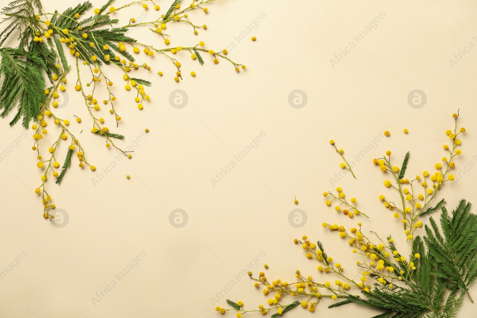 Photo of Flat lay composition with mimosa flowers on beige background, space for text. Spring holiday