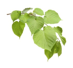 Photo of Branch of linden tree with young fresh green leaves isolated on white. Spring season