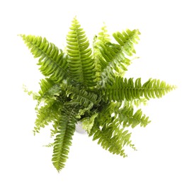Photo of Beautiful fern with lush leaves isolated on white, top view