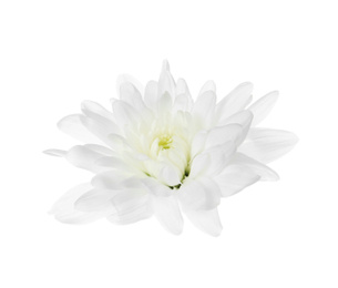 Beautiful tender chrysanthemum flower isolated on white