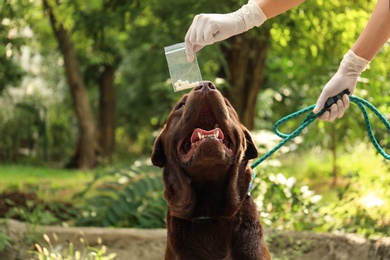 Photo of Detection Labrador dog sniffing drugs in plastic bag outdoors