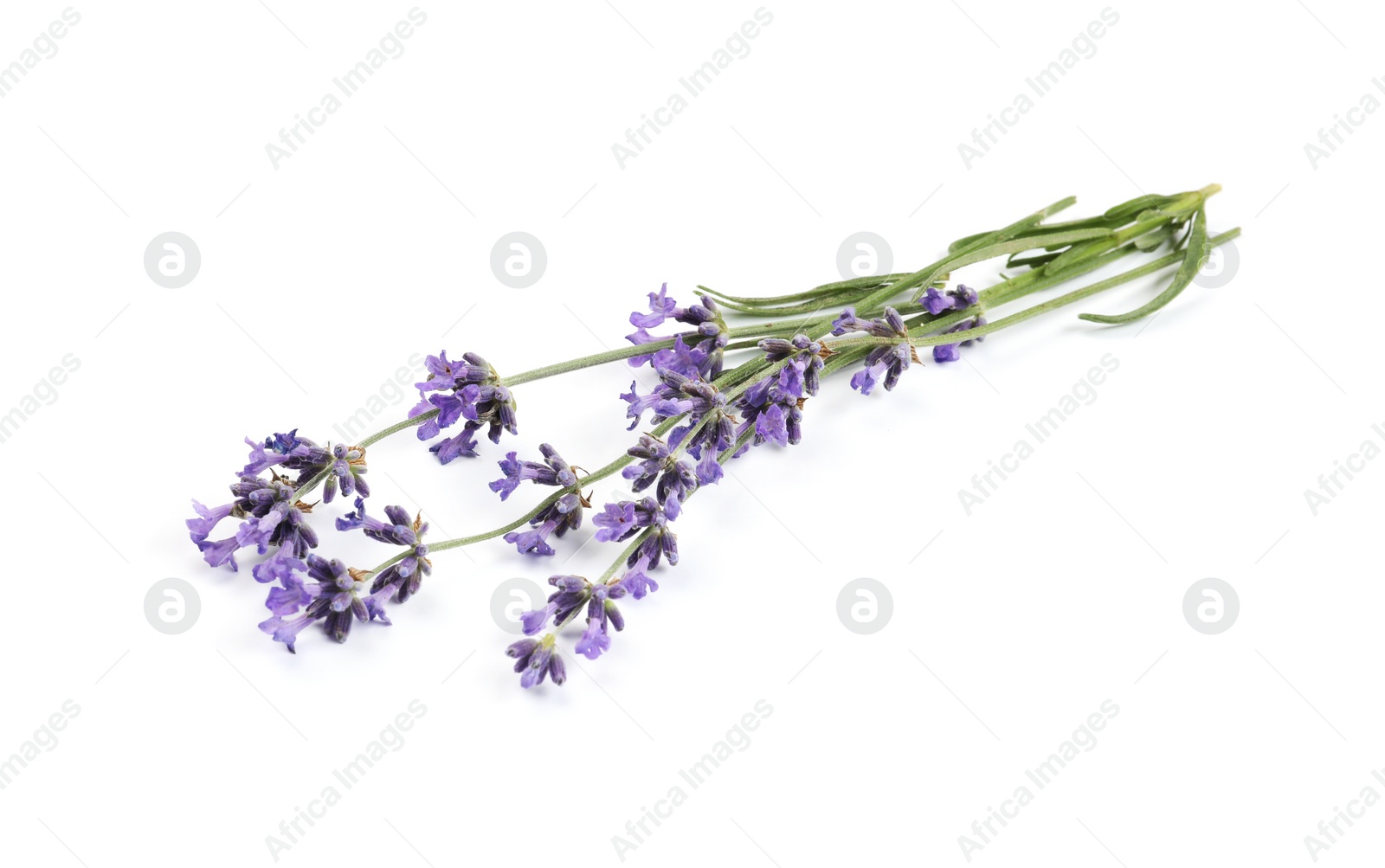 Photo of Beautiful blooming lavender flowers on white background