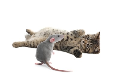 Cute tabby kitten and grey rat on white background