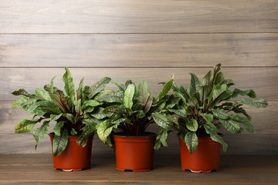 Sorrel plants in pots on wooden table