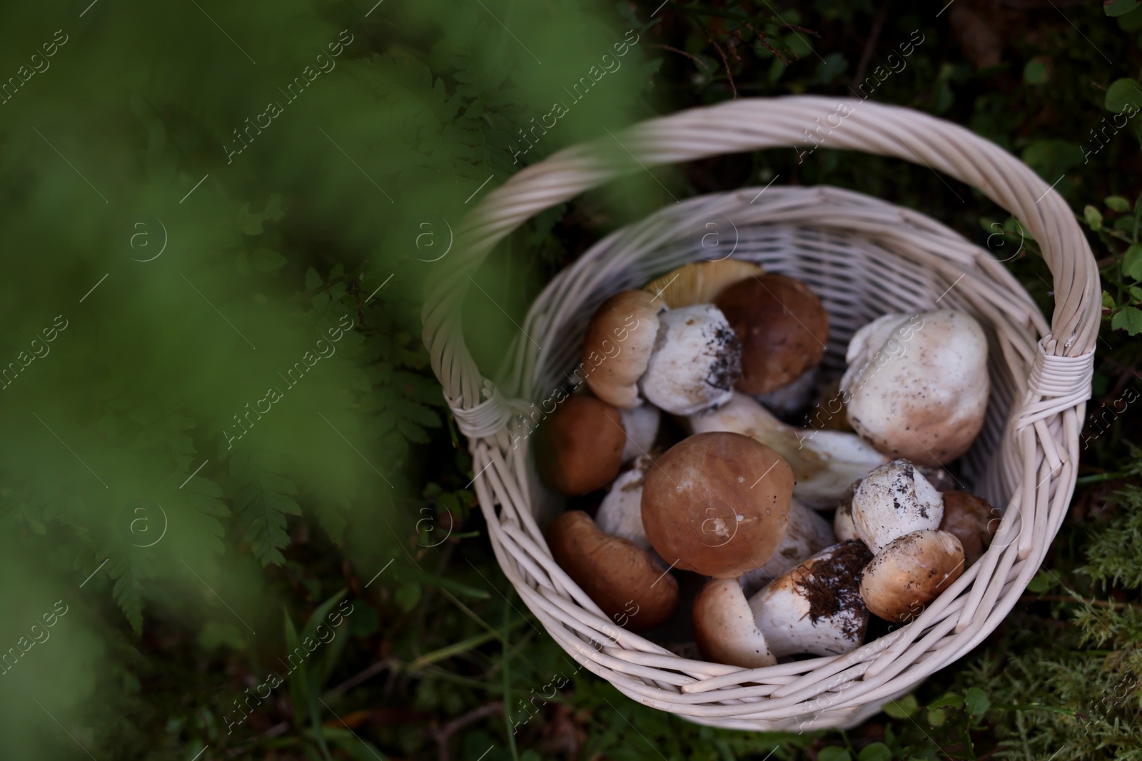 Photo of Basket full of fresh mushrooms in forest, above view