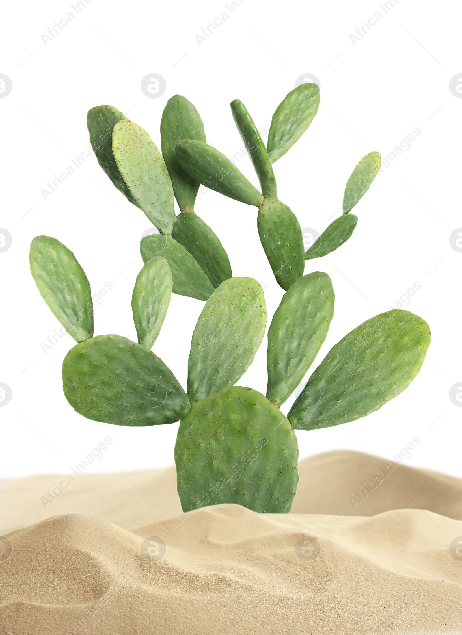 Image of Beautiful big cactus growing in sand on white background