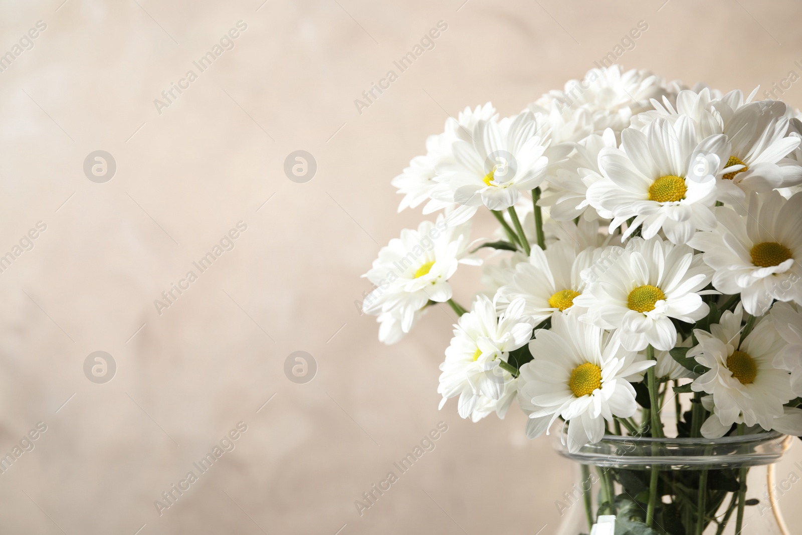 Photo of Vase with beautiful chamomile flowers on beige background, closeup. Space for text