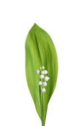 Photo of Beautiful lily of the valley flower with green leaf on white background