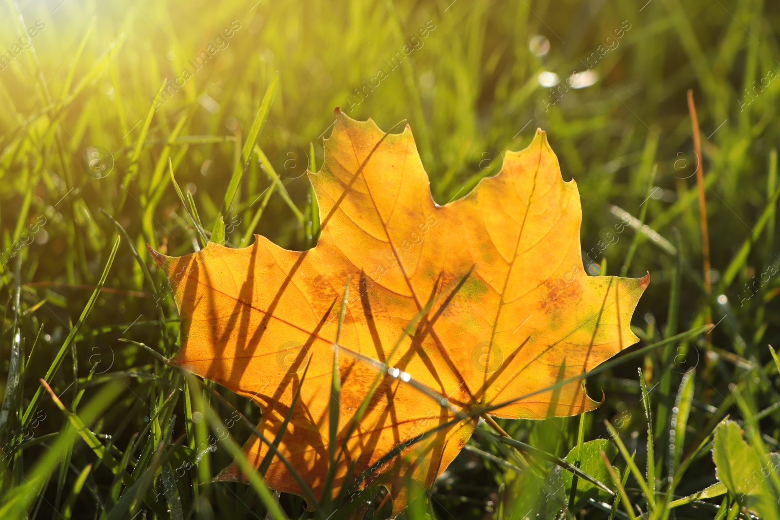 Photo of Beautiful fallen leaf among green grass outdoors on sunny autumn day, closeup