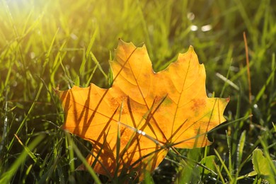 Beautiful fallen leaf among green grass outdoors on sunny autumn day, closeup