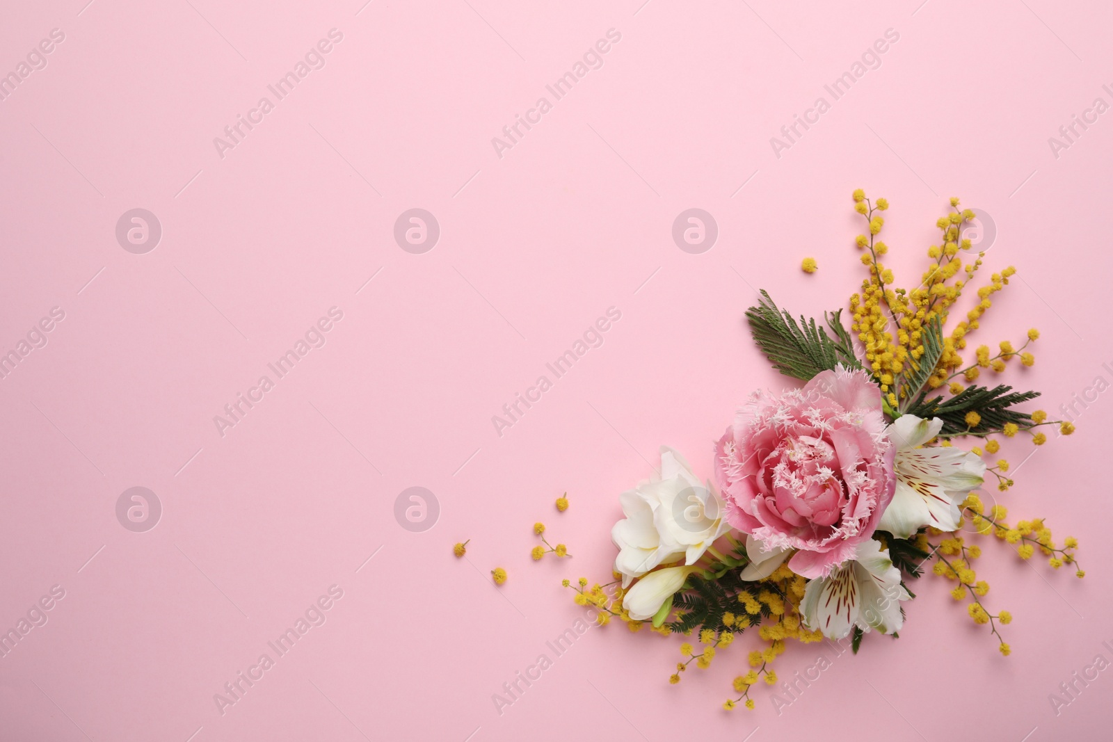 Photo of Beautiful floral composition with mimosa flowers on pink background, flat lay. Space for text