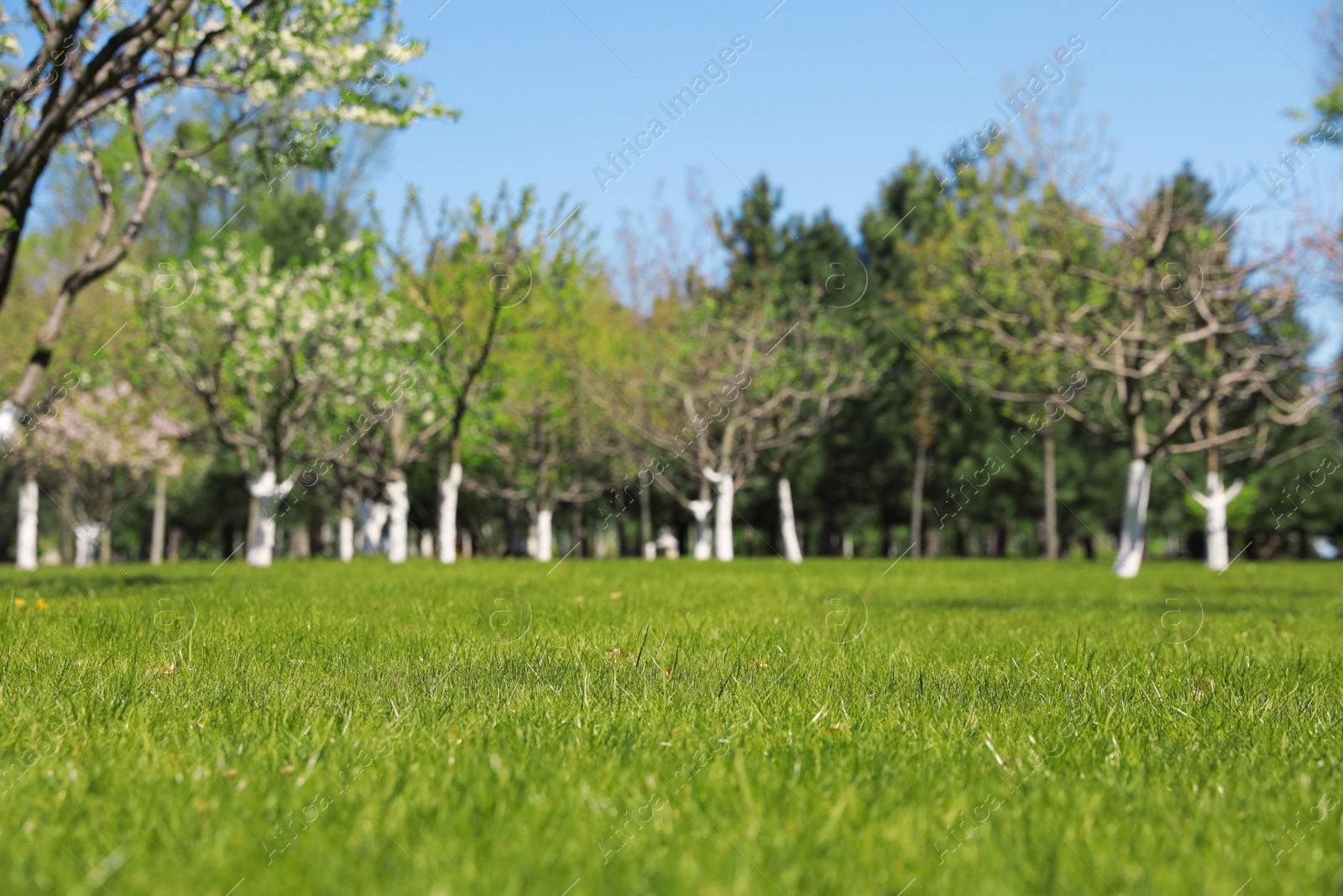 Photo of Picturesque view of beautiful park with fresh green grass and trees