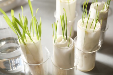 Germination and energy analysis of plants on table in laboratory, closeup. Paper towel method