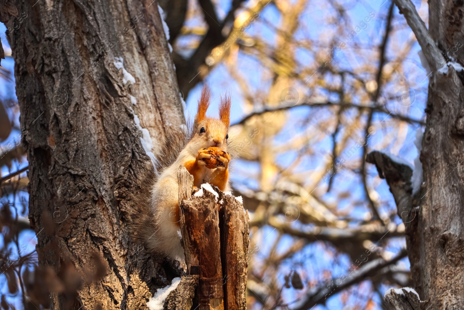 Photo of Cute squirrel with walnut on acacia tree in winter forest