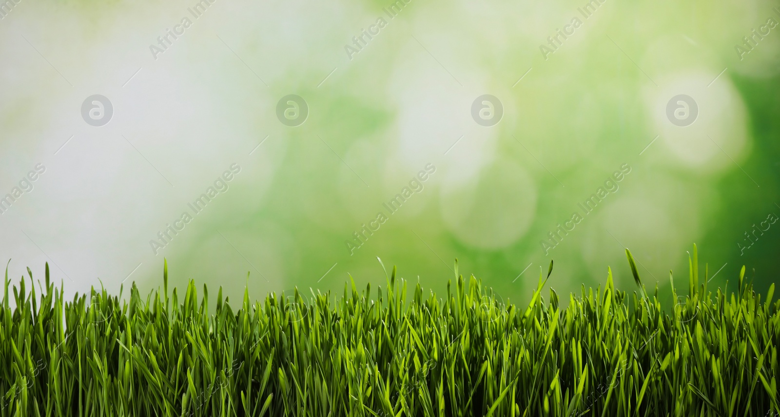 Photo of Fresh spring grass on blurred background, space for text