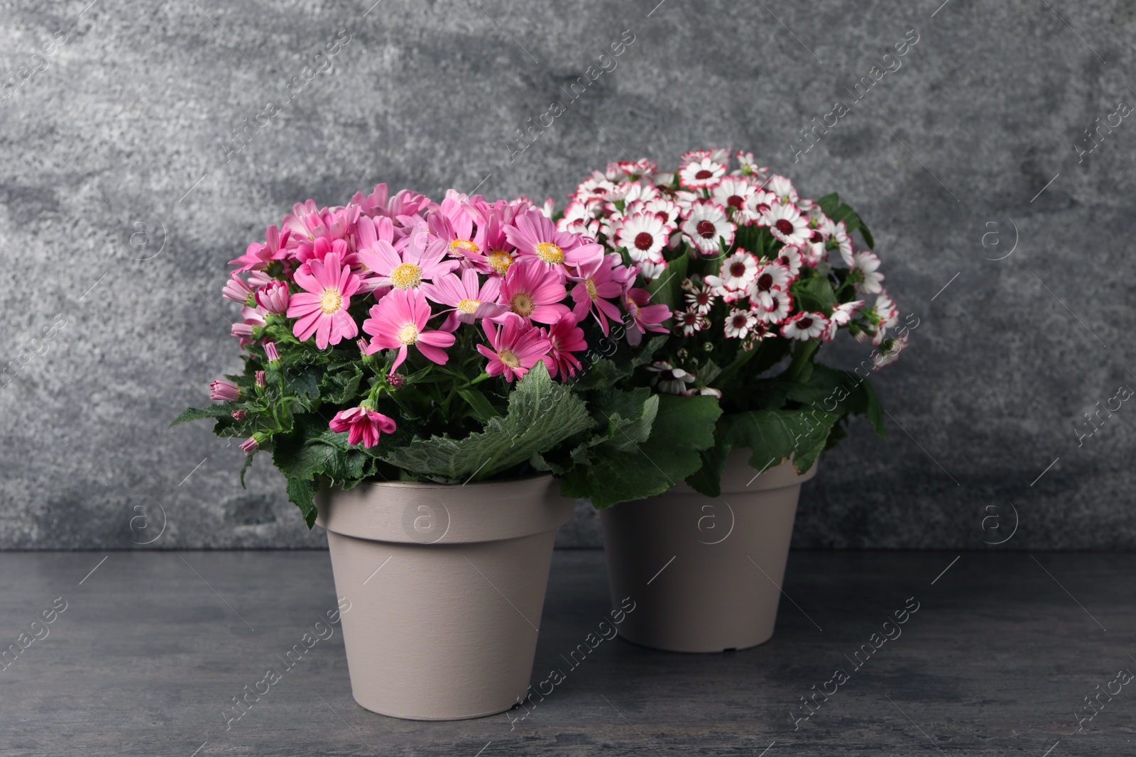 Photo of Beautiful colorful cineraria plants in flower pots on grey table