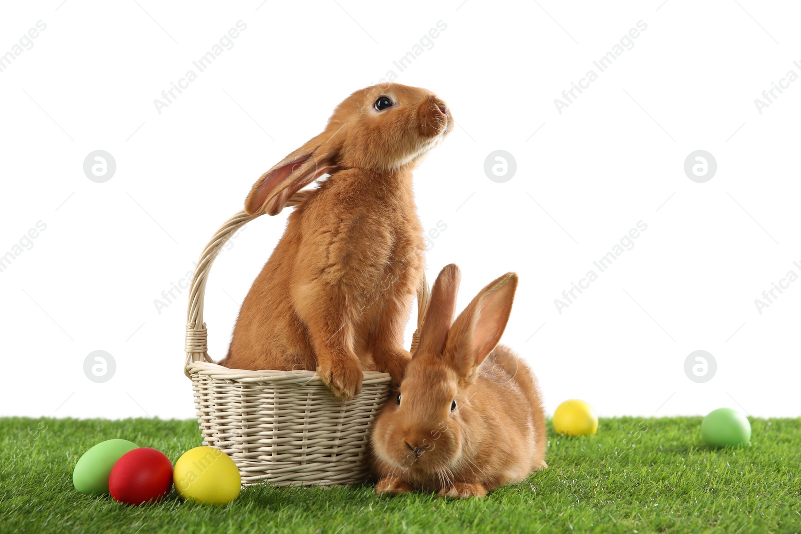 Photo of Cute bunnies and Easter eggs on green grass against white background