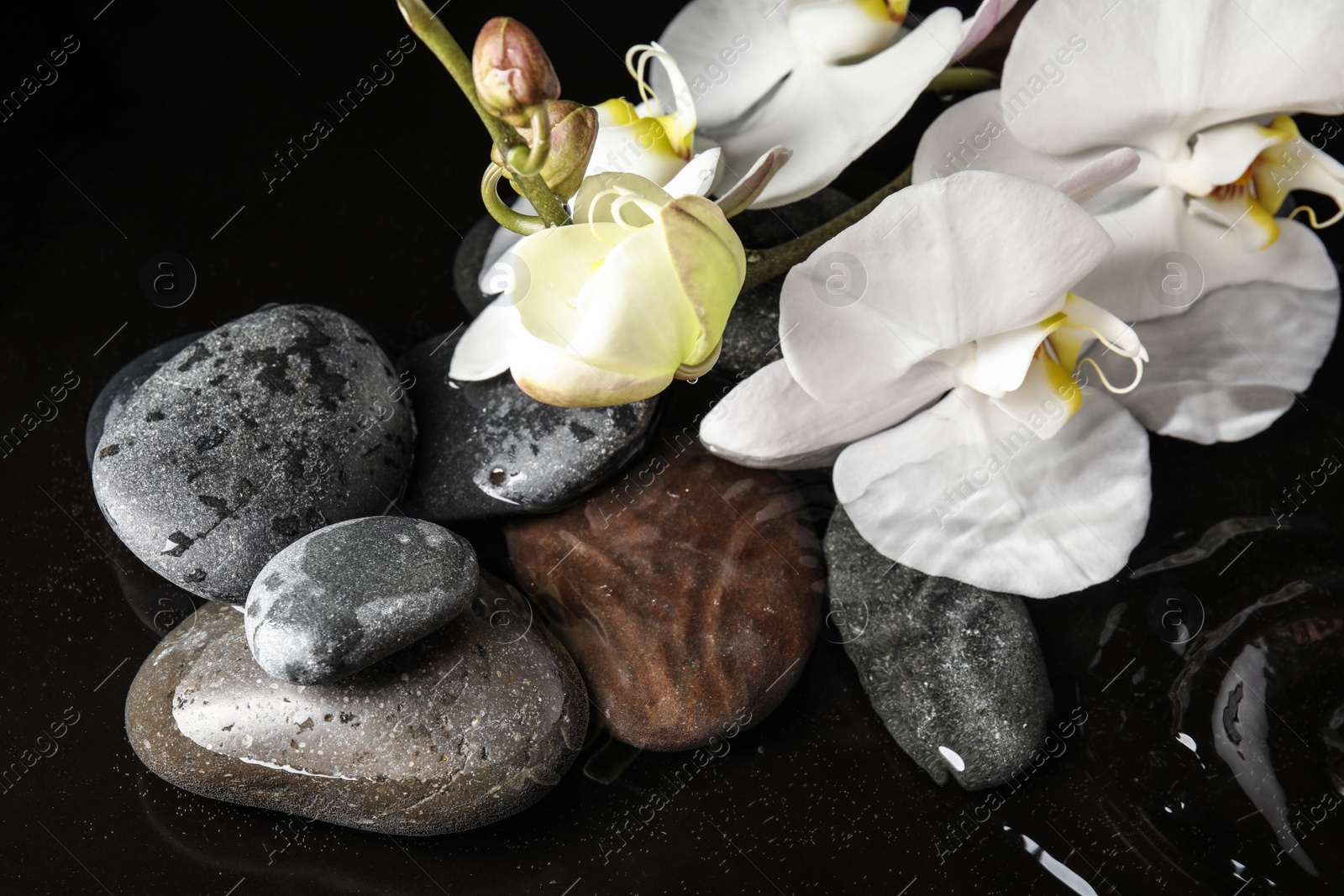 Photo of Stones and orchid flowers in water on black background. Zen lifestyle