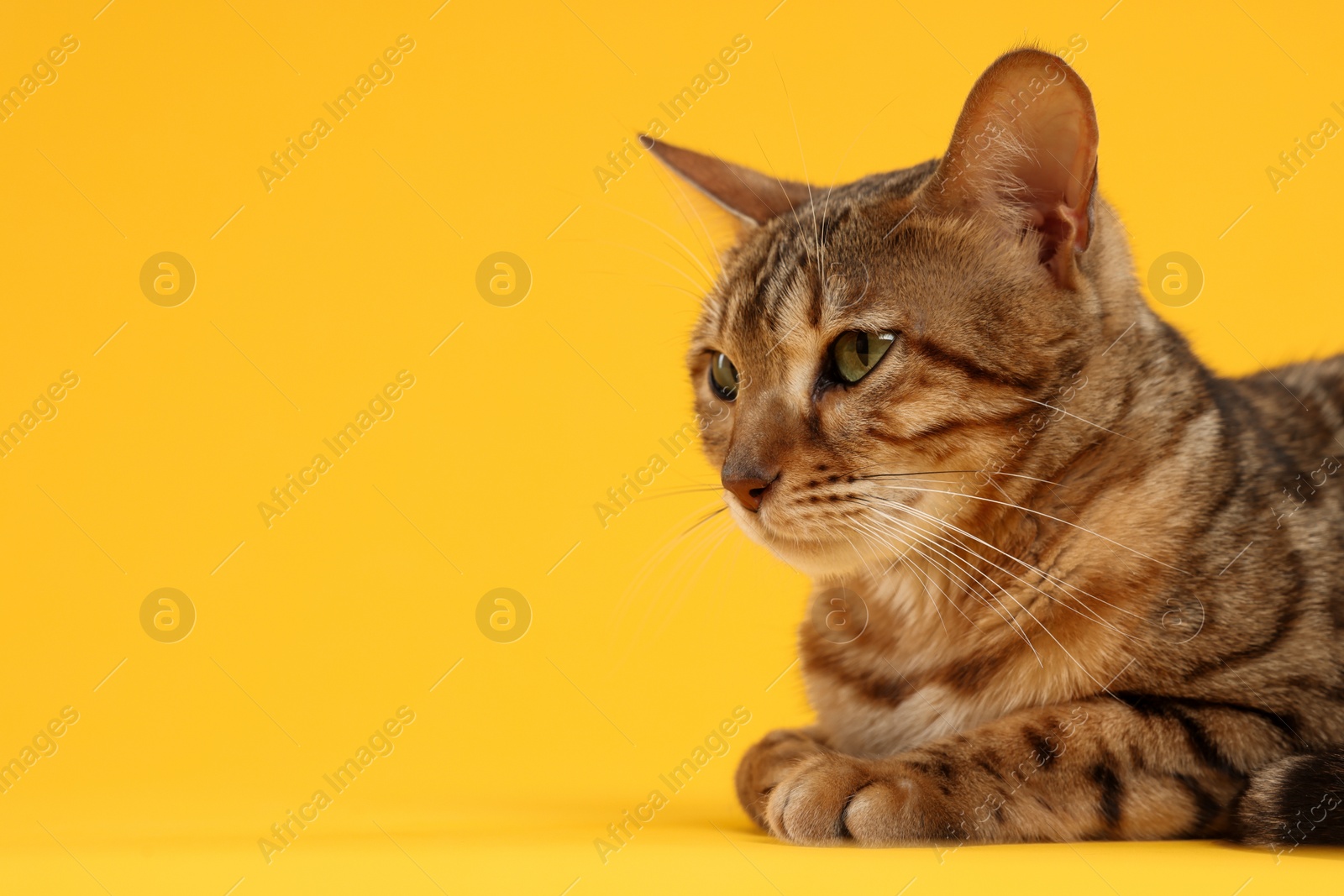Photo of Cute Bengal cat on orange background, space for text. Adorable pet