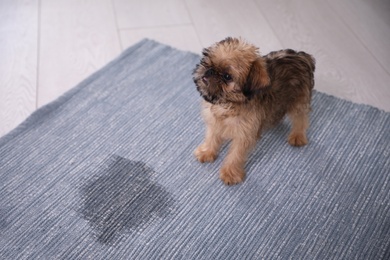 Photo of Adorable Brussels Griffon puppy near puddle on rug indoors