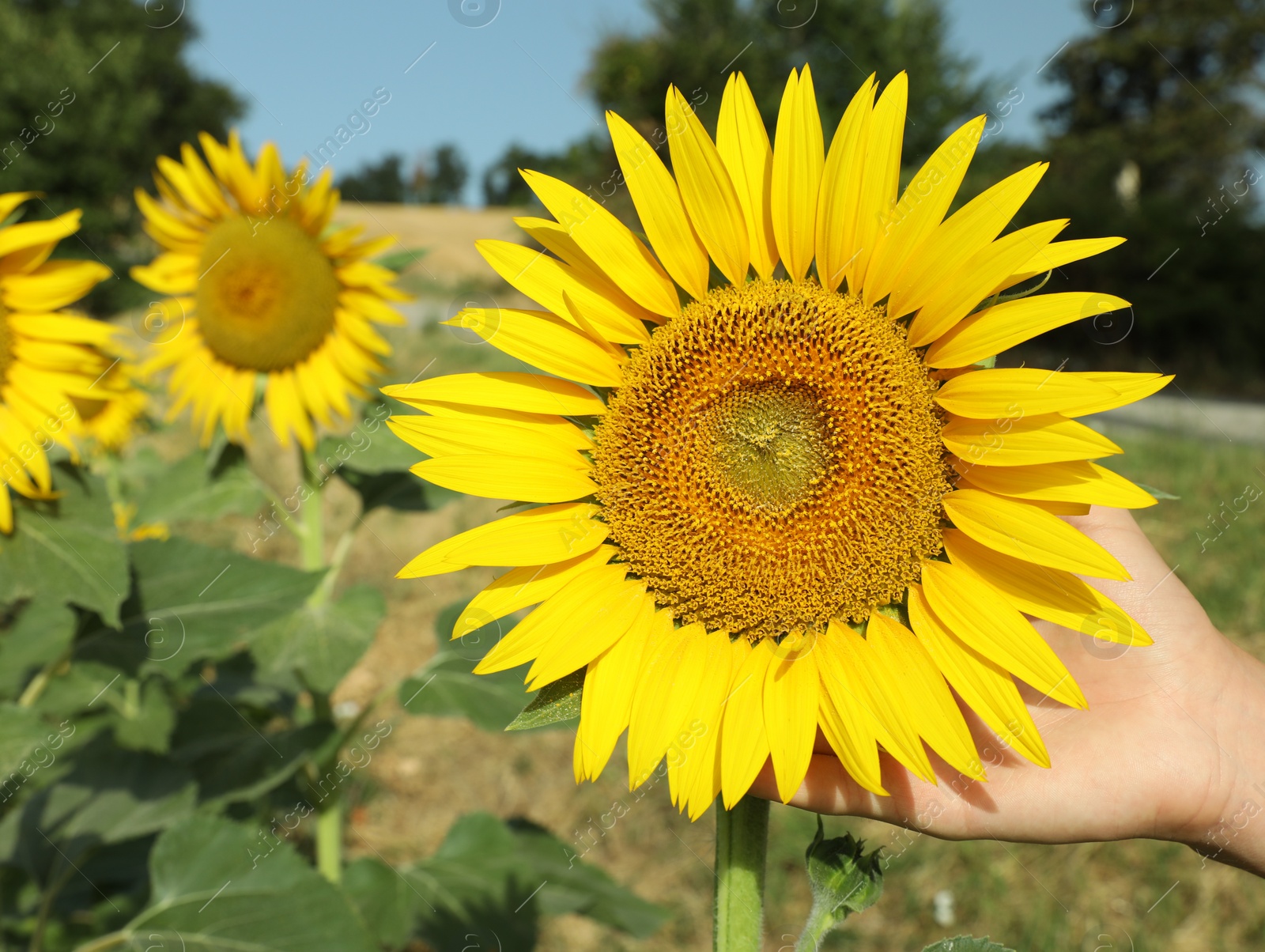 Photo of Woman touching sunflower in field on sunny day, closeup