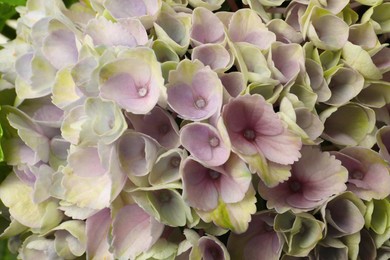 Photo of Beautiful lilac hortensia flowers as background, closeup