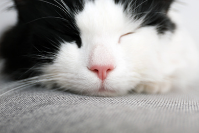 Cute cat relaxing on grey fabric, closeup. Lovely pet