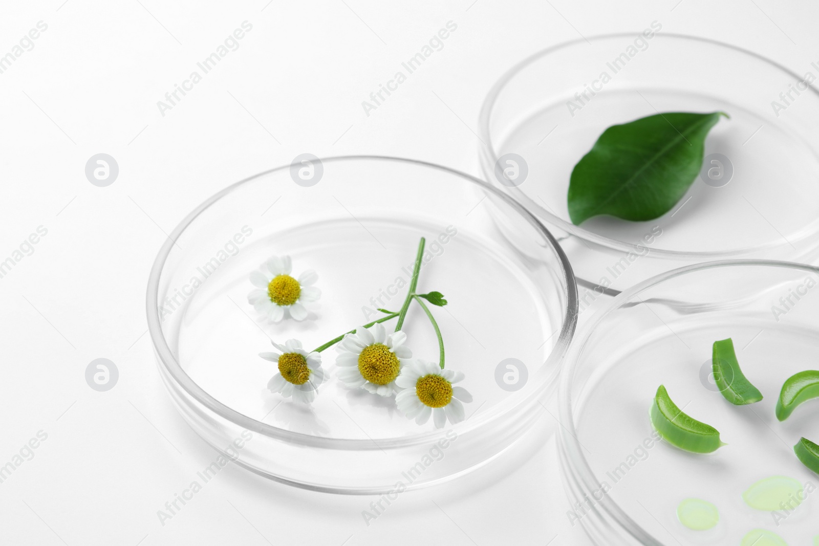 Photo of Petri dishes with different plants on white background, closeup